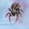 Pseudeuophrys lanigera
